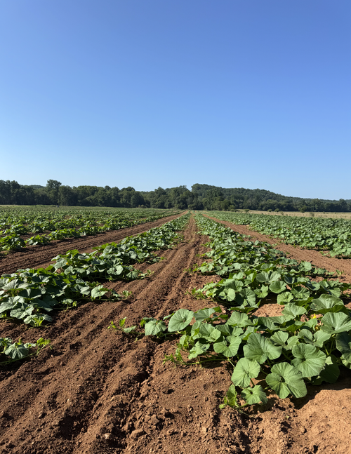 🎃 BIG NEWS FROM THE FARM! 🎃 — Burt's Pumpkin Farm Georgia